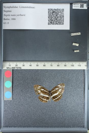 Media type: image;   Entomology 162141